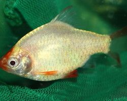 Puntigrus Tetrazona Platinum  S