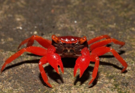 Geosesarma Sp. Red Ruby M