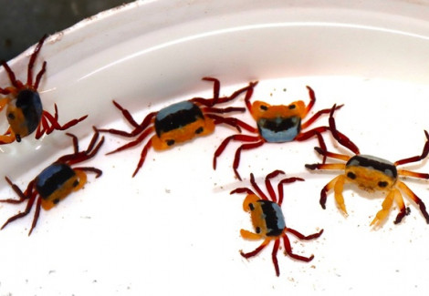 Lepidothelphusa Menneri M