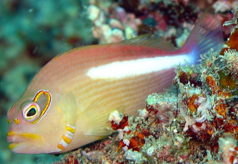Paracirrhites Arcatus M