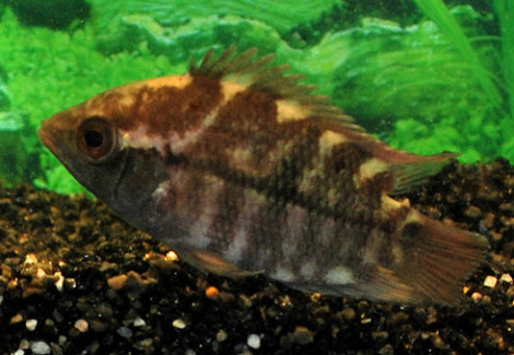 Hypselecara Temporalis M