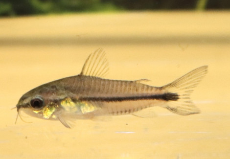 Corydoras Pygmaeus Xl