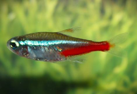 Paracheirodon Innesi  Xl