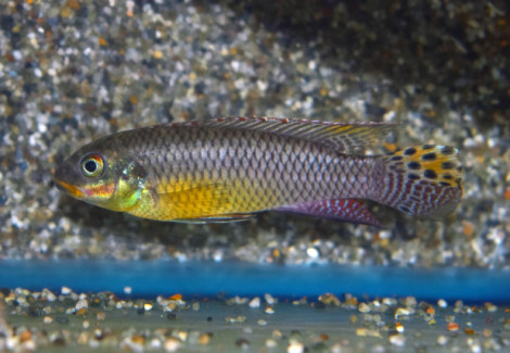 Pelvicachromis Kribensis Idenau M