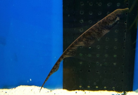 Rhamphichthys Rostratus L