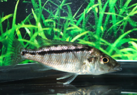 Lichnochromis Acuticeps S