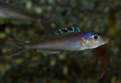 Xenotilapia Flavipinnis M