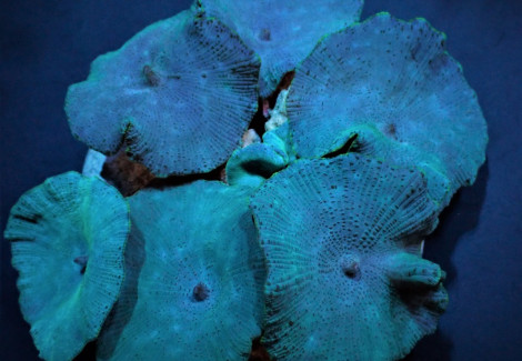 Discosoma Spp. (Blue) Ml