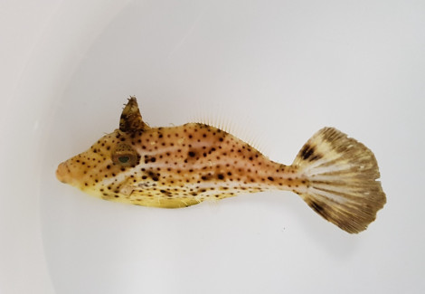 Pseudomonacanthus Macrurus M