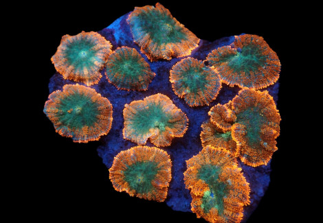 Rhodactis Inchoata (Orange) (Premium) Ml