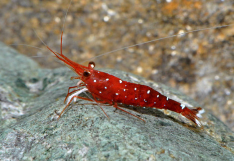 Caridina Dennerli M