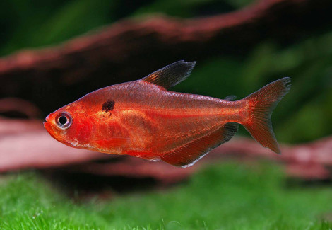 Hyphessobrycon Callistus L