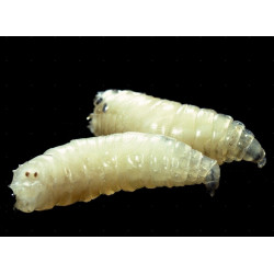 Calliphora Vomitoria Larvae (50Cc)
