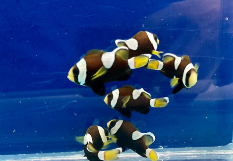 Amphiprion (Saddleback Blue Lip) M