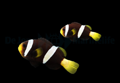 Amphiprion Sebae (Black) (Pair)