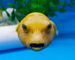 Arothron Stellatus (Yellow Phase) M