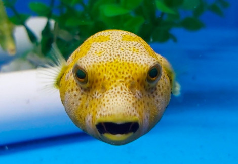 Arothron Stellatus (Yellow Phase) M
