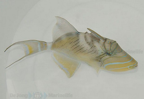 Balistes Vetula Ml