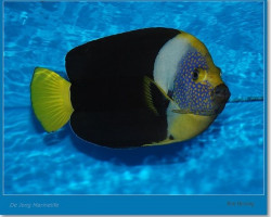 Chaetodontoplus Meredithi (Maschio) Xl