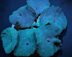 Discosoma Spp. (Blue) M