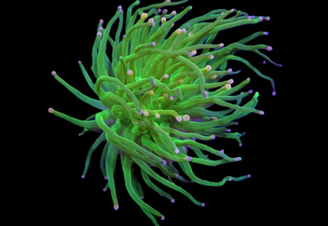 Euphyllia Glabrescens (Cotton Candy) (1 Hd.) Xs