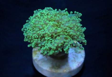 Euphyllia Yaeyamaensis (Green) (Premium) (P/H) Xs