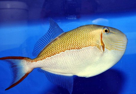 Xanthichthys Caeruleolineatus Ml