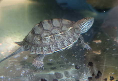 Mauremys Sinensis M