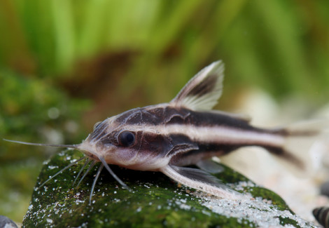 Platydoras Costatus 4-5 Cm