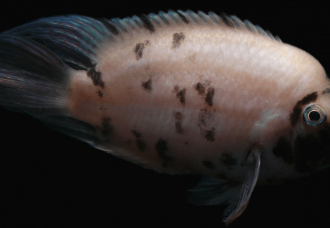 Cichlasoma/Amatitlania Nigrofasciata Marble 4-5