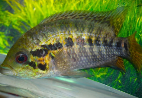 Parachromis Friedrichsthalii M