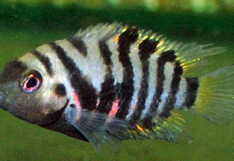Amatitlania Nigrofasciata S/M