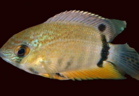 Heroina Isonycterina M