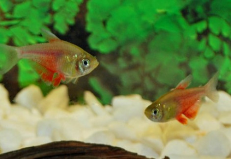 Hyphessobrycon Flammeus Orange M