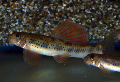Microphysogobio Tafangensis L