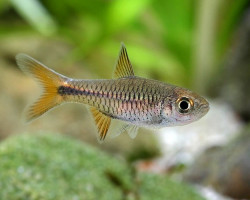 Rasbora Lacrimula L
