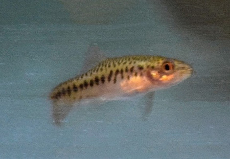 Yunnanilus Brevis M