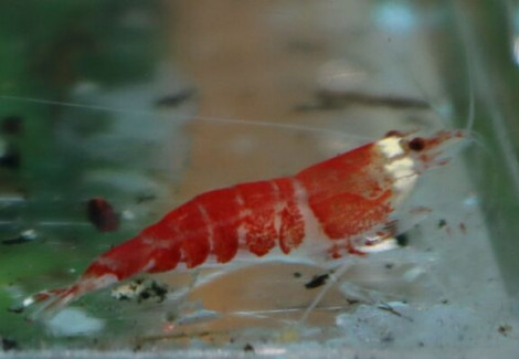 Caridina Cantonensis Crystal Red Santa M