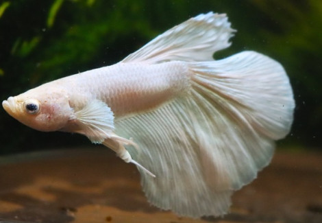 Betta Sp. Halfmoon Dumbo Ear White Male L