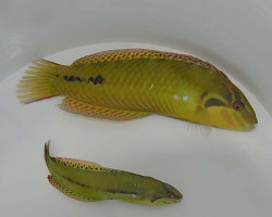 Novaculichthys Macrolepidotus M
