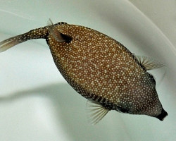 Ostracion Meleagris (Femmina) S