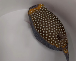 Ostracion Meleagris (Maschio) M