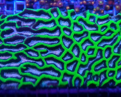 Platygyra Spp. (Premium) Xxl