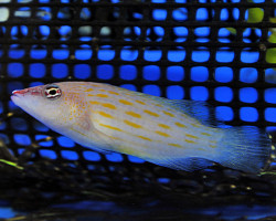 Pseudocheilinus Octotaenia M