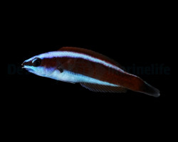 Pseudodax Moluccanus (Juvenile) M