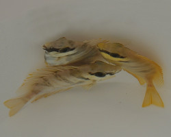 Siganus Corallinus S