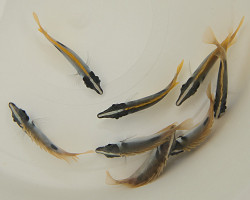 Siganus Unimaculatus Ml