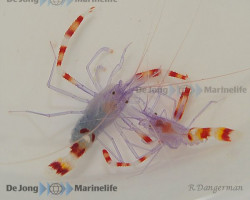 Stenopus Tenuirostris M