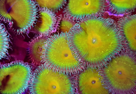Zoanthids Cornallevato Europa Nuclear Death (Frag) M