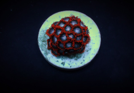 Zoanthus Spp. (Fire And Ice) (Frag) M